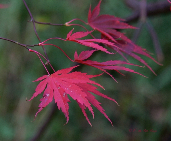 Bois des moutiers fall 2012 (32)